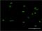 Cryptochrome Circadian Regulator 1 antibody, H00001407-M02, Novus Biologicals, Immunocytochemistry image 