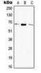 Elastin antibody, LS-C353721, Lifespan Biosciences, Western Blot image 