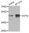 WD Repeat Domain, Phosphoinositide Interacting 2 antibody, STJ29675, St John