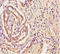 Tyrosylprotein Sulfotransferase 2 antibody, A55229-100, Epigentek, Immunohistochemistry paraffin image 