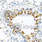 Carboxypeptidase B2 antibody, A5634, ABclonal Technology, Immunohistochemistry paraffin image 