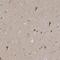 Ganglioside Induced Differentiation Associated Protein 1 antibody, NBP1-84429, Novus Biologicals, Immunohistochemistry frozen image 