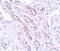 Tectonic Family Member 1 antibody, NBP1-77182, Novus Biologicals, Immunohistochemistry paraffin image 
