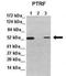 Caveolae Associated Protein 1 antibody, NBP1-80220, Novus Biologicals, Western Blot image 