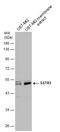 Somatostatin Receptor 3 antibody, GTX130114, GeneTex, Western Blot image 