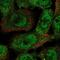 Hyaluronan Binding Protein 4 antibody, PA5-63225, Invitrogen Antibodies, Immunofluorescence image 