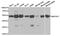Mitogen-Activated Protein Kinase Kinase 7 antibody, TA327324, Origene, Western Blot image 