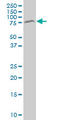 Methyl-CpG Binding Protein 2 antibody, LS-C133311, Lifespan Biosciences, Western Blot image 