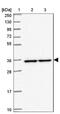 Protein Phosphatase 6 Catalytic Subunit antibody, NBP2-13804, Novus Biologicals, Western Blot image 