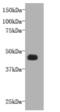 FAT Atypical Cadherin 4 antibody, MBS857209, MyBioSource, Western Blot image 