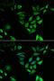Nuclear Transport Factor 2 antibody, orb247772, Biorbyt, Immunocytochemistry image 