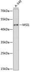 Musashi-1 antibody, 18-736, ProSci, Western Blot image 