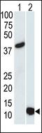 Small ubiquitin-related modifier 3 antibody, MA5-11148, Invitrogen Antibodies, Western Blot image 