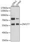Zinc Finger Protein 277 antibody, LS-C747892, Lifespan Biosciences, Western Blot image 