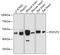 Protein O-Fucosyltransferase 2 antibody, A08299, Boster Biological Technology, Western Blot image 