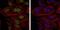 BMI1 Proto-Oncogene, Polycomb Ring Finger antibody, GTX60516, GeneTex, Immunofluorescence image 