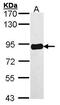 Protein Kinase C Substrate 80K-H antibody, PA5-21398, Invitrogen Antibodies, Western Blot image 