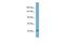 Transmembrane Protein 132A antibody, PA5-69464, Invitrogen Antibodies, Western Blot image 