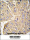 Protein Tyrosine Phosphatase Non-Receptor Type 7 antibody, 63-024, ProSci, Immunohistochemistry paraffin image 