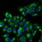 Thyroid Stimulating Hormone Subunit Beta antibody, FNab09807, FineTest, Immunofluorescence image 