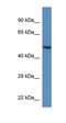 Tripartite Motif Containing 11 antibody, orb330297, Biorbyt, Western Blot image 