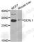 Derlin 1 antibody, A8508, ABclonal Technology, Western Blot image 
