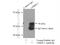 Oxysterol Binding Protein Like 2 antibody, 14751-1-AP, Proteintech Group, Immunoprecipitation image 