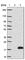 Sperm acrosome membrane-associated protein 3 antibody, HPA023633, Atlas Antibodies, Western Blot image 