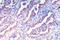 Kinase Insert Domain Receptor antibody, AP21002PU-N, Origene, Immunohistochemistry frozen image 