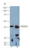 Platelet Derived Growth Factor C antibody, orb101058, Biorbyt, Western Blot image 