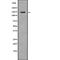 Tyrosine aminotransferase antibody, abx218898, Abbexa, Western Blot image 