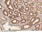 Golgi Associated PDZ And Coiled-Coil Motif Containing antibody, 14911-T60, Sino Biological, Immunohistochemistry paraffin image 