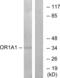 Olfactory Receptor Family 1 Subfamily A Member 1 antibody, abx015405, Abbexa, Western Blot image 
