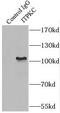 Inositol-Trisphosphate 3-Kinase C antibody, FNab04424, FineTest, Immunoprecipitation image 
