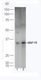 Polyamine Modulated Factor 1 antibody, orb1404, Biorbyt, Western Blot image 