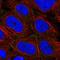ARVCF Delta Catenin Family Member antibody, HPA055264, Atlas Antibodies, Immunofluorescence image 