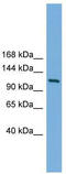 Protein Kinase, Membrane Associated Tyrosine/Threonine 1 antibody, TA341798, Origene, Western Blot image 