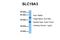 Thiamine transporter 2 antibody, A04818-1, Boster Biological Technology, Western Blot image 