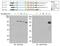 Protein Inhibitor Of Activated STAT 4 antibody, GTX00692, GeneTex, Western Blot image 