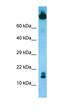 T Cell Leukemia/Lymphoma 1B antibody, orb326525, Biorbyt, Western Blot image 