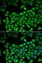Hyaluronan Synthase 3 antibody, LS-C748545, Lifespan Biosciences, Immunofluorescence image 