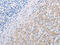 Profilin 2 antibody, CSB-PA023267, Cusabio, Immunohistochemistry paraffin image 