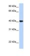 Sialic Acid Binding Ig Like Lectin 6 antibody, orb330256, Biorbyt, Western Blot image 