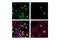 Geminin DNA Replication Inhibitor antibody, 52508S, Cell Signaling Technology, Immunocytochemistry image 