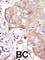 Mitogen-Activated Protein Kinase Kinase Kinase Kinase 3 antibody, abx033811, Abbexa, Western Blot image 