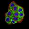 Proopiomelanocortin antibody, NBP2-61793, Novus Biologicals, Immunocytochemistry image 