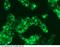 Bovine Serum albumin antibody, 68001-R101, Sino Biological, Immunohistochemistry paraffin image 