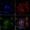 Neuronal PAS Domain Protein 4 antibody, NBP2-59332, Novus Biologicals, Immunocytochemistry image 