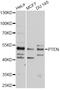 Phosphatase And Tensin Homolog antibody, abx126427, Abbexa, Western Blot image 
