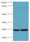 GTP-binding nuclear protein Ran antibody, MBS1497286, MyBioSource, Western Blot image 